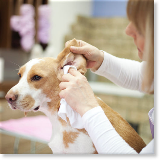 image of a cute beagle dog having its ear cleansed with  disposable wipe 